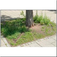 2020-06-26 Hugo-Gottschlich-Park Baumscheibe 02.JPG